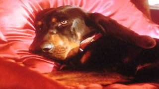 The Duke  Hubert son altesse caninissime  Film 1999 [upl. by Naor725]