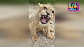 Cutest Lion Cubs Roar Telling That He is a King  Baby Lion Roaring [upl. by Ettenal]