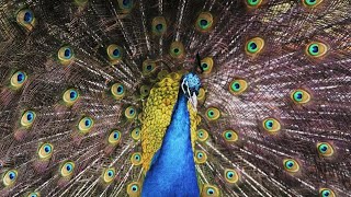 Peacock Opening Its Feathers [upl. by Leverick]