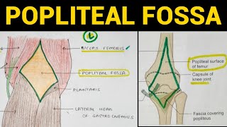 Popliteal Fossa Anatomy  Lower Limb [upl. by Modesty]