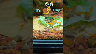 Snail trap 😱  Aquarium snail trap  Fish tank snail trap 🐌snails trending petlover shorts [upl. by Anais702]