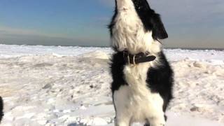 Border collie howling [upl. by Dale]