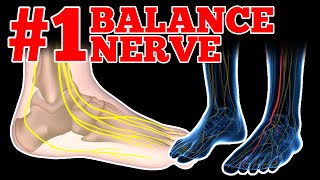 What is the Deep Peroneal Nerve DPN and Does it Affect Your Balance [upl. by Nazus]