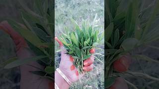 Harvesting Organic Farm Fresh Alternanthera Sessilis  Ponaganti Kura  shorts [upl. by Notsej]