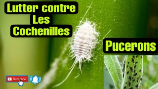 11 Lutter contre les PuceronsCochenilles 3 méthodes Bio [upl. by Eelirol]