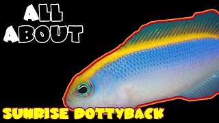 All About The Sunrise Pseudochromis or Dottyback [upl. by Yettie]