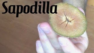 Sapodilla Review Chikoo  Weird Fruit Explorer  Ep 30 [upl. by Setsero980]