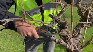 The basics of pruning a grapevine part 1 Introduction to pruning [upl. by Ettennor]