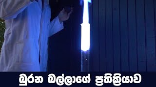 බුරන බල්ලාගේ ප්‍රතික්‍රියාව  Barking Dog Experiment [upl. by Ainuj]