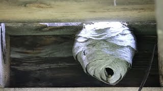 HUGE HORNET NEST REMOVAL  Terrifying [upl. by Shaff]