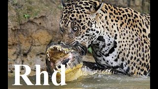 Jaguar vs caiman rainforest pantanal in Brazil Nature 2018 HD Documentary 1 [upl. by Eloken]