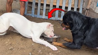 Adopte un Dogo argentino muy dominante  alimentando a mis perros [upl. by Trow671]