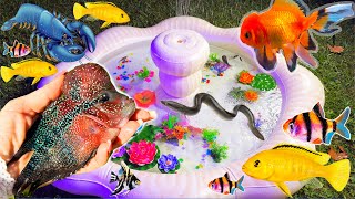 Colorful surprise eggs crayfish koi angelfish betta fish goldfish glofish tetra in the pool [upl. by Willetta]