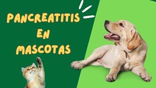 Guía completa sobre pancreatitis en mascotas síntomas causas tratamiento y prevención [upl. by Hgielime247]