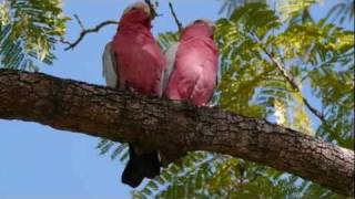 Two Galahs Eolophus Roseicapilla in the Tree [upl. by Zigrang285]