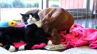 Abandoned dog bonds with paralyzed cat [upl. by Rimaj]