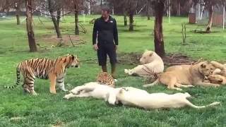 Mira el increíble momento en que un tigre salva a su cuidador del ataque de un leopardo [upl. by Nitsid140]