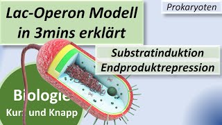 LacOperon Modell  Substratinduktion  Endproduktrepression Tryptophan Genregulation Prokaryoten [upl. by Ardelle951]