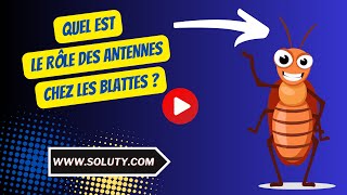 Quel est le rôle des antennes chez les blattes  Le Secret de ses antennes chez ce nuisible [upl. by Annaiv]