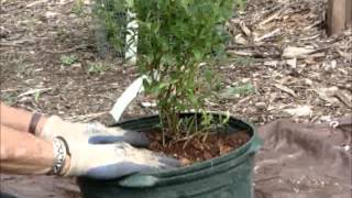 Growing Blueberries in Containers [upl. by Arbmik]