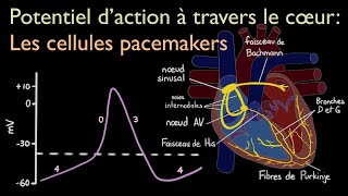 Potentiel daction à travers le cœur  les cellules pacemakers [upl. by Anatnas]