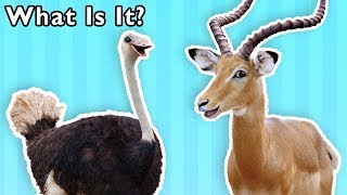 What Is It  More  ANIMAL MYSTERY RHYME  Mother Goose Club Phonics Songs [upl. by Tonkin741]