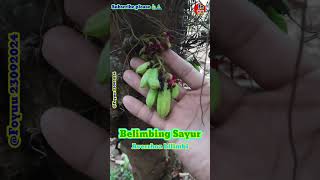 BELIMBING WULUH Foyuu flora nature plants rempah averrhoa belimbing wow cute Samsung fu [upl. by Amer]