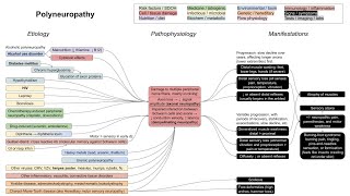 Polyneuropathy axonal and demyelinating neuropathies mechanism of disease [upl. by Adnarom]