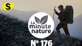 MARCHE AVEC LES LOUPS No 176 [upl. by Aitret]