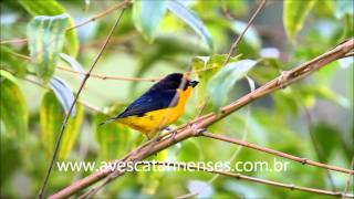 Gaturamo Euphonia violacea Violaceous Euphonia  MVI 3975 [upl. by Ahsinwad]