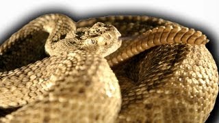 Slow Motion Rattlesnake  Slo Mo  Earth Unplugged [upl. by Milena]