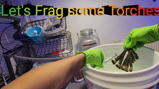 How to frag torch corals easily with a dremel [upl. by Jeffy764]