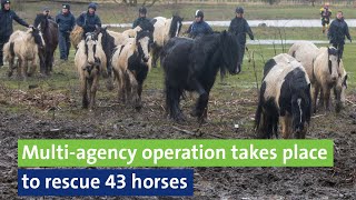 Multiagency operation takes place to rescue 43 horses [upl. by Sadoff]