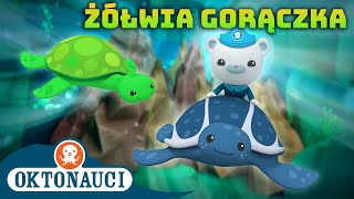 Oktonauci  🐢 Żółwia gorączka 🎉  Kompilacja  Całe odcinki [upl. by Omer537]