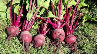 How to Grow Beetroot from Seed [upl. by Ezmeralda22]