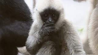 Baby Gibbon at the Toledo Zoo [upl. by Rozina]