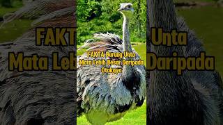 burungunta faktaunik amazingfacts channelfaktaunik anehdanunik faktamenarik faktaaneh 🔥 [upl. by Hoebart]