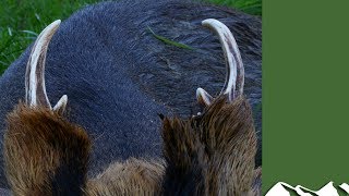 Muntjac stalking in Bedfordshire [upl. by Player]