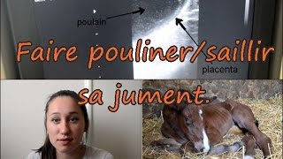 Faire poulinersaillir sa jument bilan conseil et avis [upl. by Aiduan]