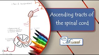 Ascending tracts of the spinal cord [upl. by Hcone573]