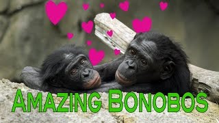 Bonobo Apes the Sexy Primates [upl. by Ecitsuj]