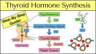 Thyroid Hormone Synthesis StepByStep Pathway Physiology Explained [upl. by Marylynne781]