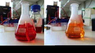 carbonic anhydrase assay [upl. by Artemahs]