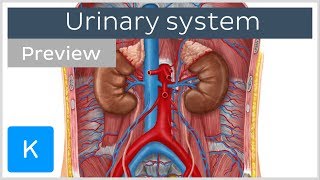 Urinary system organs and functions preview  Human Anatomy  Kenhub [upl. by Josephson]