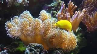 NutriCell MicroEncapsulated Coral Food [upl. by Lenahtan]