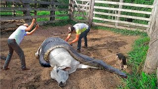 TENTARAM SALVAR O GADO DO ATAQUE DE SUCURI MAS O PIOR ACONTECEU [upl. by Wavell898]