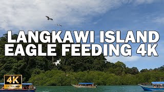 LANGKAWI MALAYSIA EAGLE FEEDING 4K 60FPS  LIVE FEEDING SCENES [upl. by Ytirahs]