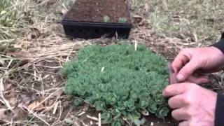 Grow your own Sedum From Free Cuttings quotLive For Everquot Hardy Perennials [upl. by Hadnama]