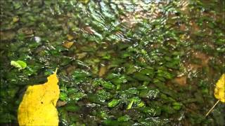 Cryptocoryne keei DIscoveryPlanet [upl. by Dorcia]