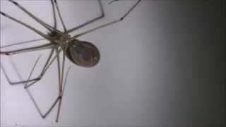 BROWN RECLUSE IDENTIFICATION  MUST SEE [upl. by Aimej]